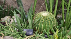 No prickly problems at the Carlson, then on to the botanical garden